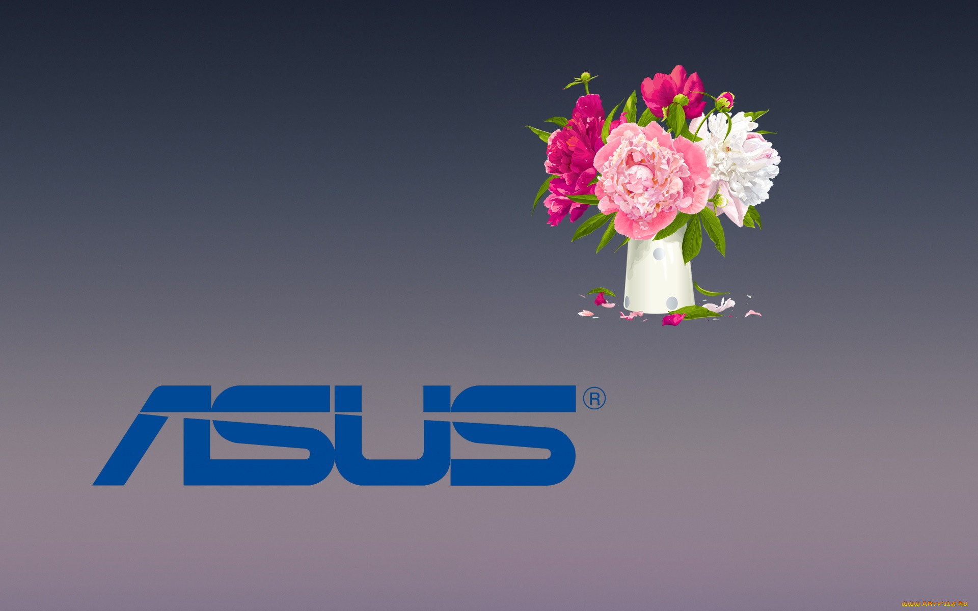 , asus, , , 